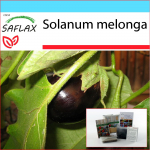 SAFLAX &ndash; kinkekomplekt &ndash; Baklažaan &ndash; 20 seemet &ndash; Koos kinkekarbi, kaardi, etiketi ja potisubstraadiga &ndash; Solanum melonga