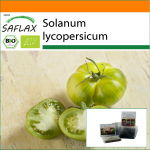 SAFLAX - Aed kotis - Mahe - Tomat - Roheline Sebra - 10 seemet - Substraadiga sobivas p&uuml;stijas kotis - Solanum lycopersicum