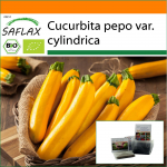 SAFLAX - Aed kotis - Orgaaniline - Kabat&scaron;okk - Kullapalavik - 5 seemet - Substraadiga sobivas p&uuml;stises kotis - Cucurbita pepo
