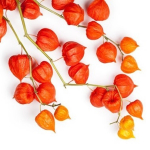 100 Hiina laterna seemet (Physalis alkenkegi franchetti) reprodutseeritav