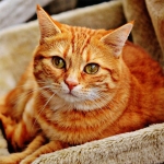 DIY 5D teemantmaaling kassi teemanttikandid loomamosaiik t&auml;isring/kandiline puur ristpistes vaigust seinakleebis Kodukaunistus Full Round 30x30CM punane