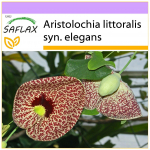 SAFLAX - Hollandi piip - 80 seemet - Aristolochia littoralis