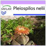 SAFLAX - Elav graniit - 40 seemet - Pleiospilos nelii