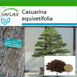 SAFLAX - Bonsai - Meriraudpuu - 200 seemet - Potisubstraadiga paremaks kasvatamiseks - Casuarina equisetifolia