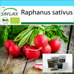 SAFLAX - Kingikomplekt - Orgaaniline - Redis - Kirsikelluke - 100 seemet - Koos kinkekarbi, kaardi, etiketi ja potisubstraadiga - Raphanus sativus