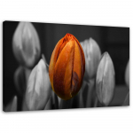 L&otilde;uendiprint Tulip Orange Grey 60x40 oranž