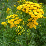 600 Tansy Seeds - lilles&otilde;bralik taim ravimiseks - paljundatavad talupojaseemned - SemiWild