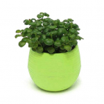 Armsad mahlakad taimed Lillepotitaldrik Kandik Planter Kodune T&ouml;&ouml;laud Aiakaunistus roosa punane v&auml;rv