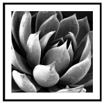 Les Tr&eacute;sors De Lily [Q7664] - Cadre verre 'Noir & Blanc' (plante grasse nature) - 45x45 cm valge