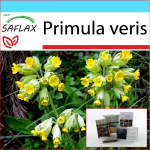 SAFLAX - Kingikomplekt - Priimula - 100 seemet - Koos kinkekarbi, kaardi, etiketi ja potisubstraadiga - Primula veris