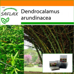 SAFLAX - Aed kotis - Suur okasbambus - 50 seemet - Substraadiga sobivas p&uuml;stises kotis - Dendrocalamus arundinacea
