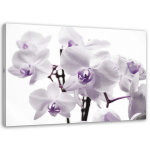 L&otilde;uenditr&uuml;kk Orchid Flower Purple 60x40 hall v&auml;rv