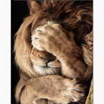 5D DIY Teemantmaali Loomad H&auml;belikud L&otilde;viristpistes Teemanttikandid Kodukaunistuse kingitus 20X30CM