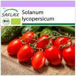 SAFLAX &ndash; Mahe &ndash; Tomat &ndash; Roma &ndash; 15 seemet &ndash; Solanum lycopersicum