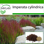 SAFLAX - Cogongrass - 50 seemet - Potisubstraadiga paremaks kasvatamiseks - Imperata cylindrica