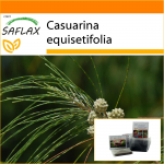 SAFLAX - Aed kotis - Horsetail Tree - 200 seemet - Substraadiga sobivas p&uuml;stijas kotis - Casuarina equisetifolia