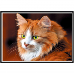 5D Teemantmaal Loomade Mosaiikmaal Kohandatav Imitatsioon Ristpistes K&auml;sit&ouml;&ouml; Kodukaunistus 25x20cm