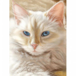 T&auml;ielik &uuml;mmargune DIY teemanttikandid Armas kass 5D teemantmaaling Rhinestone Full Round 20x30CM