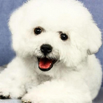 5D kristallvalge armas bichon teemantmaaling iseteemantmaal tikkimine kodukaunistus Dimond Full Round 20x20CM