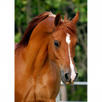 DIY Horse 5D Teemantmaal T&auml;isring puur Loom Teemanttikandid Ristpistes Mosaiik Komplektid Vaigust seina kunst Kodukaunistus Full Round 60x90CM