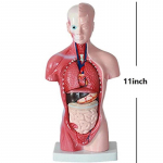 Unisex inimese torso keha anatoomia anatoomiline mudel Siseorganid Skeletis&uuml;steem 28cm