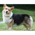 5D isetehtud teemantmaal Ristpistes Corgi t&auml;is&uuml;mmargune teemanttikandid 20X30CM