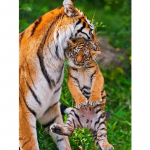 Tiger Anime Cartoon Teemantmaal Uus saabunud pilt 20x15CM mitmev&auml;rviline
