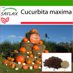 SAFLAX - K&otilde;rvits - Atlandi hiiglane - 7 seemet - Potisubstraadiga paremaks kasvatamiseks - Cucurbita maxima