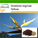 SAFLAX - Kollane Strelitzia Mandela's Gold - 4 seemet - Potisubstraadiga paremaks kasvatamiseks - Strelitzia reginae Kollane