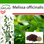 SAFLAX - Sidrunmeliss - 150 seemet - Potisubstraadiga paremaks kasvatamiseks - Melissa officinalis