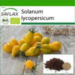 SAFLAX - Orgaaniline - Tomat - Kollane allveelaev - 10 seemet - Potisubstraadiga paremaks kasvatamiseks - Solanum lycopersicum