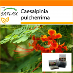 SAFLAX - Aed kotis - Mehhiko paradiisilind - 10 seemet - Substraadiga sobivas p&uuml;stises kotis - Caesalpinia pulcherrima
