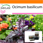 SAFLAX Aed kotis - Punane basiilik - 200 seemet - Substraadiga sobivas p&uuml;stijas kotis - Ocimum basilicum