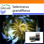 SAFLAX - Aed kotis - &Ouml;&ouml;kuninganna - 40 seemet - Substraadiga sobivas p&uuml;stijas kotis - Selenicerus grandiflorus