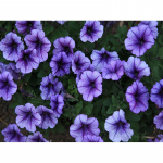 5D Teemantmaaling Lilled T&auml;is&uuml;mmargused Teemanttikandid Rhinestone Pilt Teemantmosaiik Kodukaunistus Full Round 20x30CM