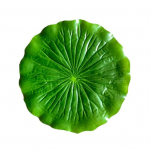 Rohelised v&otilde;ltslehed Mittepleekivad Kasulikud palmilehed S