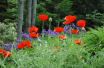1000 Oriental Poppy Seeds - lilleaia taimed - paljundatavad talupojaseemned - Semiwild