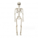 Halloweeni skelett, kogu keha liigutatavad liigesed Realistlikud inimskeleti kaunistused peoks kummitava maja nipiga pidulik m&auml;nguasi A