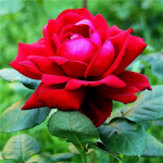 5D isetegemise teemantmaal t&auml;isringi maastiku puu peegeldus tikandid maalid ristpistes 30x30CM punane