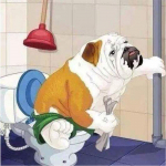 DIY Teemantmaal Ristpistes Teemant 5D Teemanttikandid Bulldog WC-s Rhinestone Mosaiic Kodukaunistused 30X30CM