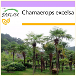SAFLAX - Hiina tuuleveski palm - 10 seemet - Chamaerops excelsa