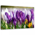 L&otilde;uenditr&uuml;kk Crocus Flowers Purple 60x40 lilla