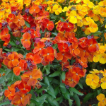 150 Dwarf Wallflower Seeds - aiataimede lilled - paljundatavad talupojaseemned - SemiWild