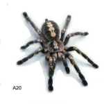 Uus kolmem&otilde;&otilde;tmeline autokleebis Spider Gecko Animal Simulation auto saba kleebis realistlik modifikatsioon 1PcsEcd