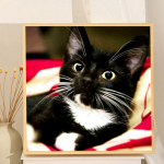 5D isetehtud teemantmaal Armas v&auml;ike must kass teemanttikandid T&auml;iskihiline anime ristpistes komplektid kodukaunistus k&auml;sitsi valmistatud kingitus Round 30x30cm