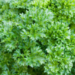Pietruszka naciowa Moss Curled 2 warzyw do ogrodu 100g