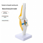 Neli-&uuml;hes inimskeleti mudel suurte liigestega: P&otilde;lv, jalg, k&auml;si, &otilde;lg, k&uuml;&uuml;narnukk, puus. Knee