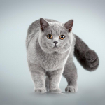 5D teemantmaal T&auml;is&uuml;mmargune loomakassi teemanttikandid 30x30CM