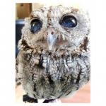 5D Teemantv&auml;rvimine &Ouml;&ouml;kulli ristpistes T&auml;ispuurimiskomplekt, &uuml;mmargune tikand Mosaiik Multifilmide Kunst Pilt kividest Kaunistus Kingitus Full Round 20x30CM