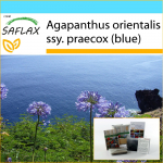 SAFLAX &ndash; kinkekomplekt &ndash; Aafrika liilia &ndash; 50 seemet &ndash; Koos kinkekarbi, kaardi, etiketi ja potisubstraadiga &ndash; Agapanthus orientalis